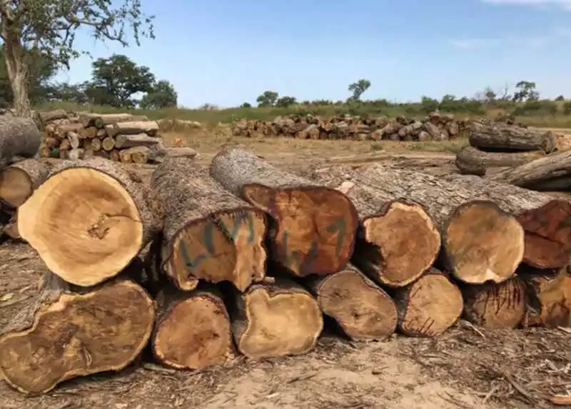 Tambacounda : un trafic transfrontalier de bois démantelé à Makacolibantang